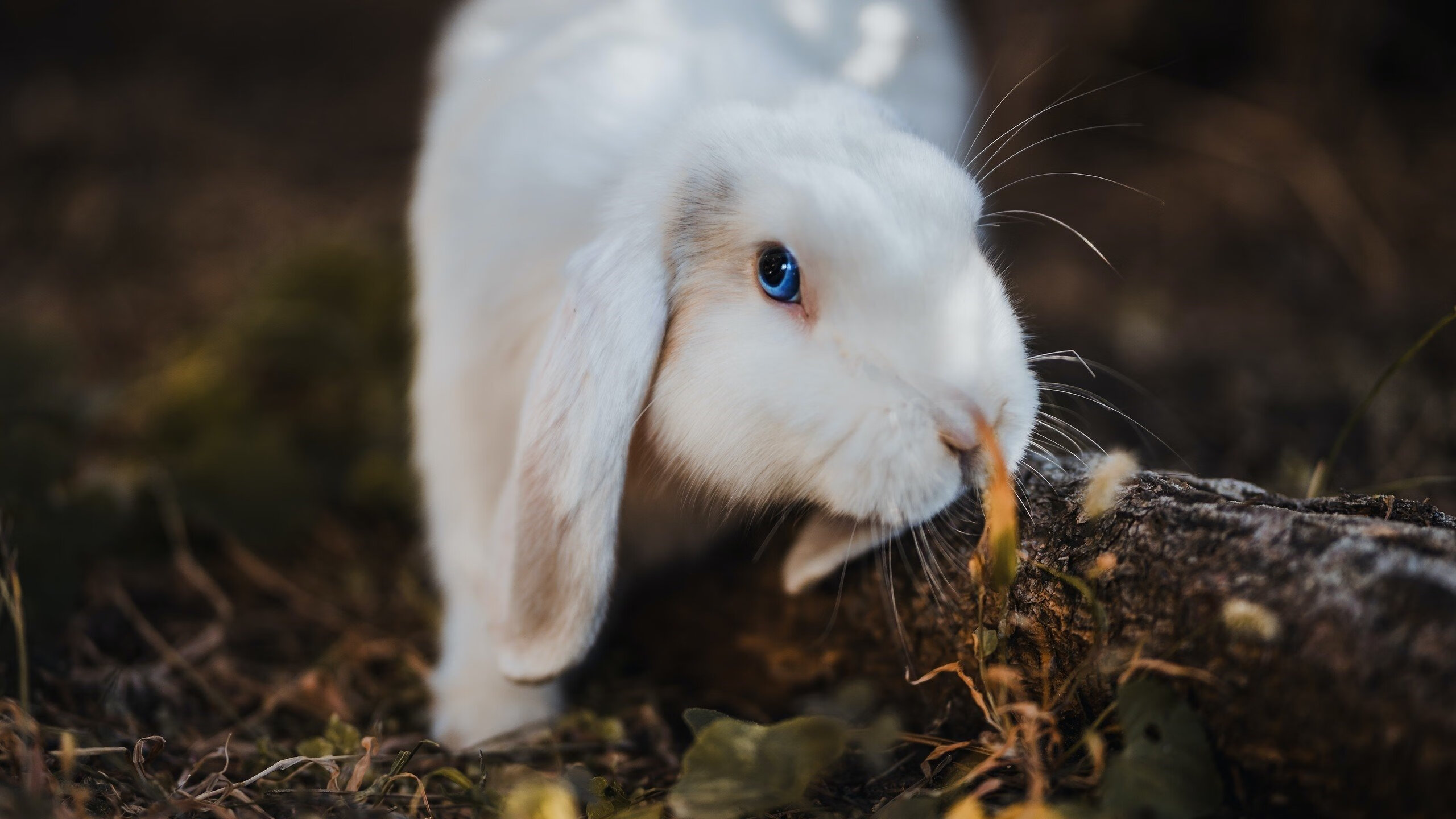 开云官网-跨界焦点，当NBA总决赛遇见足球传奇—挪威风暴与国际米兰的奇妙联结